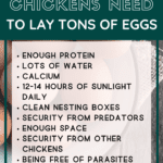 10 Things Chickens Need to Lay Eggs - What do chickens need to lay eggs? Mini Urban Farm