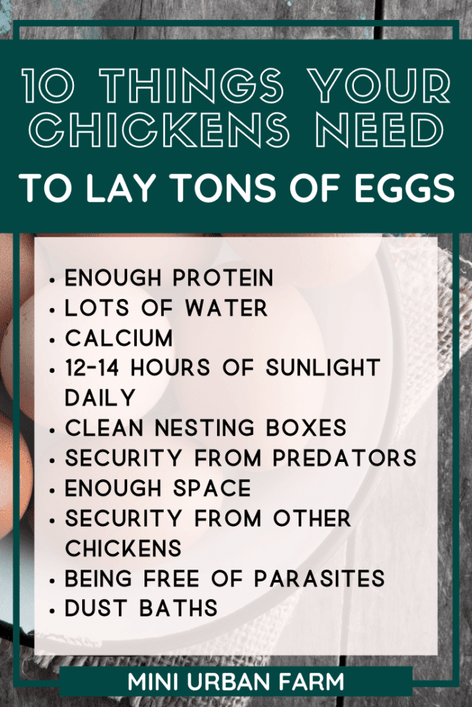 10 Things Chickens Need to Lay Eggs - What do chickens need to lay eggs? Mini Urban Farm