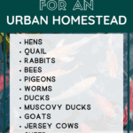Best livestock for urban homesteads - urban homesteading - Mini Urban Farm (5)