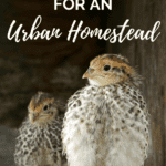 Best livestock for urban homesteads - urban homesteading - Mini Urban Farm (5)