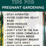 Pregnant Gardening Tips-to-Keep-Baby-Safe-Urban-Gardening-Mini-Urban-Farm-2