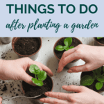 4 Things to do After Planting a Garden - What to do after planting seeds - Urban Gardening - Mini Urban Farm
