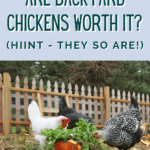 are backyard chickens a good idea - are backyard chickens worth it - mini urban farm