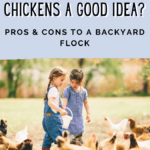 are backyard chickens a good idea - are backyard chickens worth it - mini urban farm