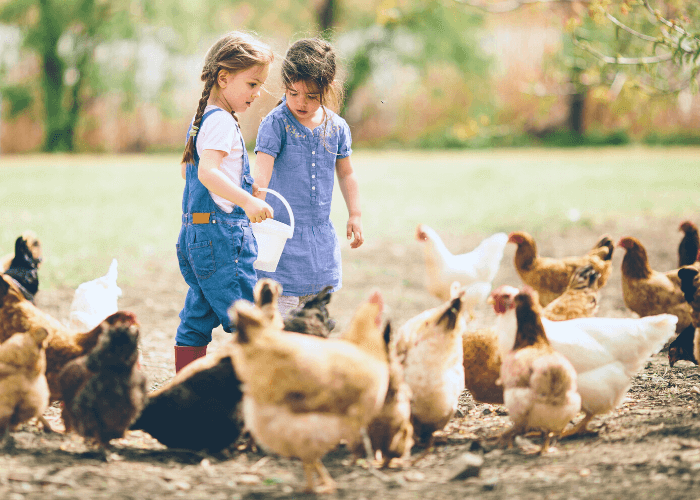 are backyard chickens a good idea - backyard chicken keeping - mini urban farm