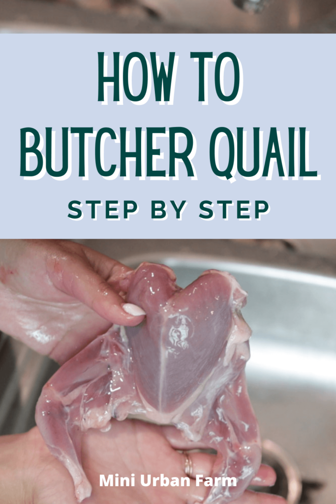How to butcher quail for beginners - suburban homesteading - raising quail for meat - Mini Urban Farm (1)