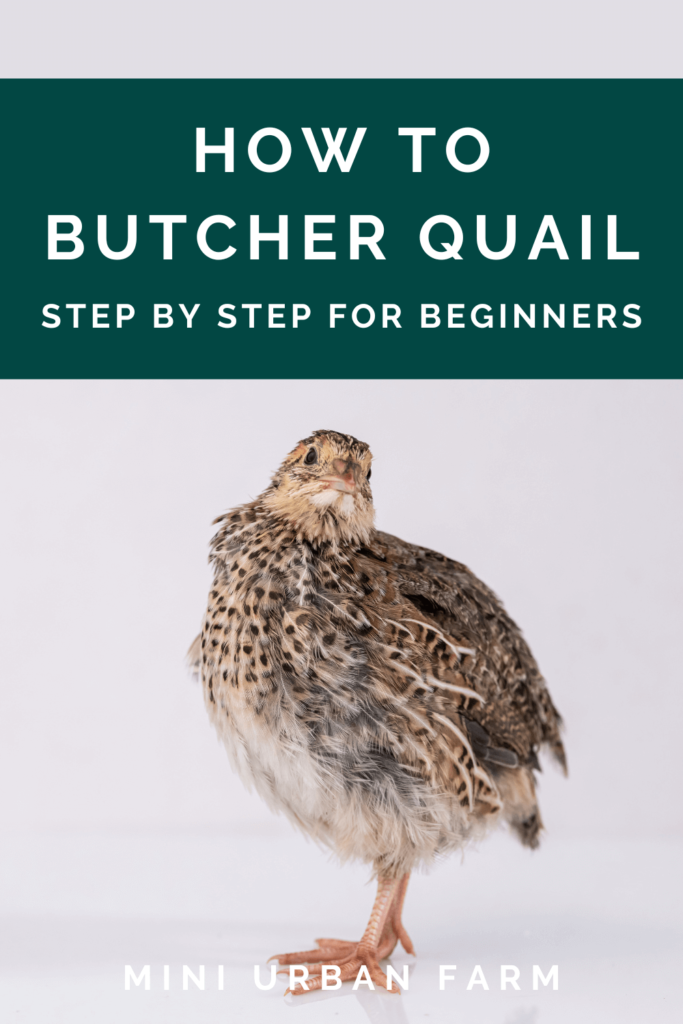How to butcher quail for beginners - suburban homesteading - raising quail for meat - Mini Urban Farm (1)