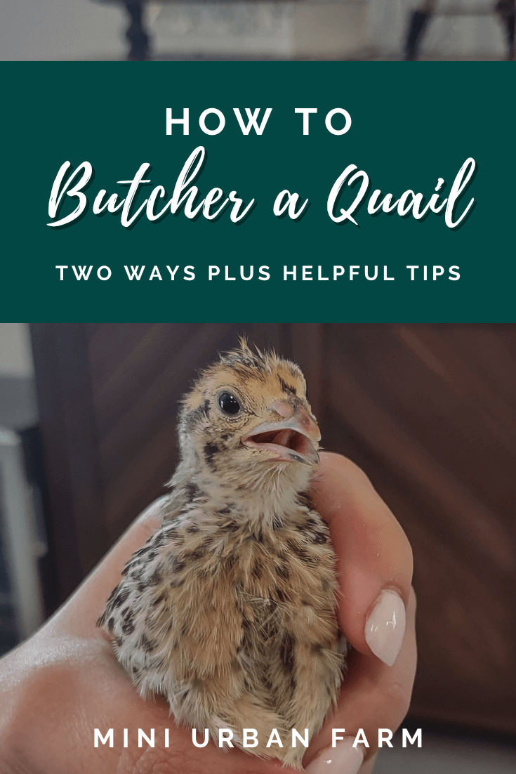 How To Butcher Quail For Beginners step by step Mini Urban Farm