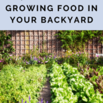 backyard gardening tips - suburban backyard garden - grow food in your backyard - mini urban farm (2)