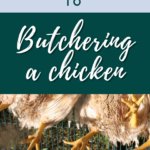 how to butcher a chicken for beginners - how to butcher a chicken step by step - how to butcher a chicken with a cone (1)