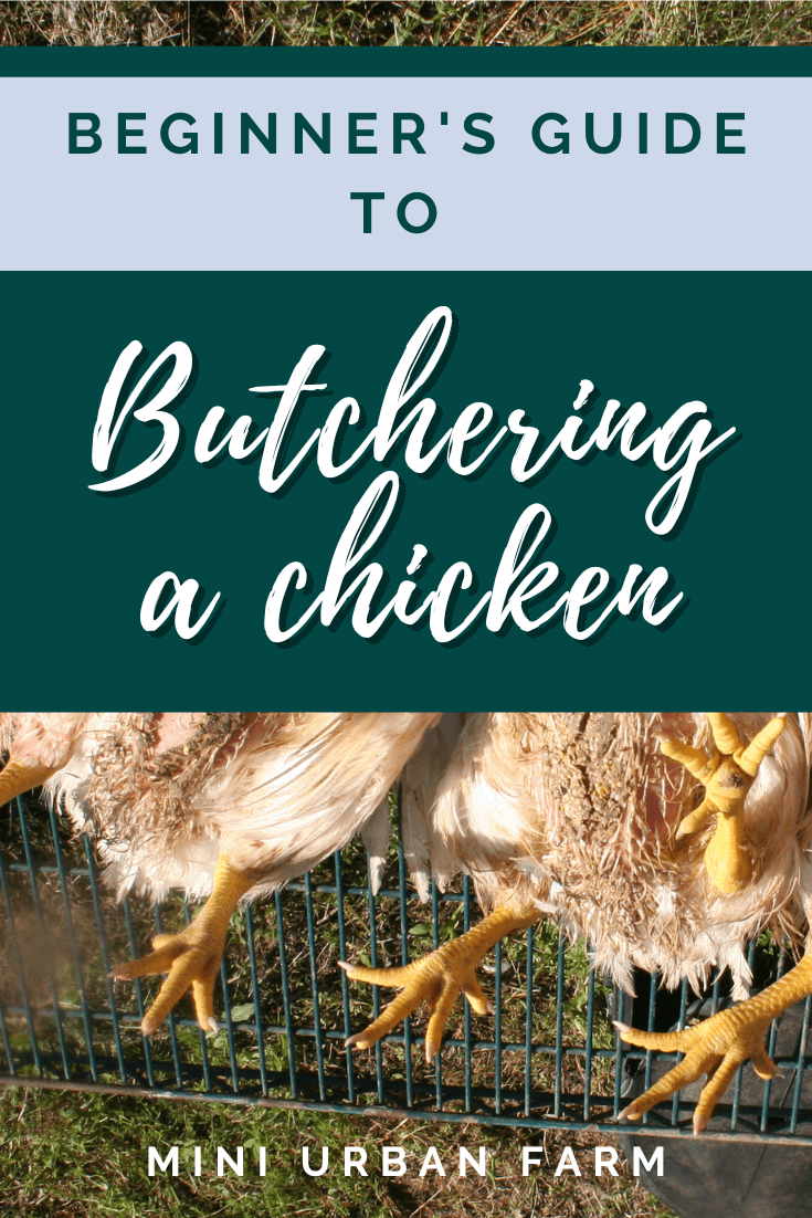 How To Butcher A Chicken For Beginners - Mini Urban Farm