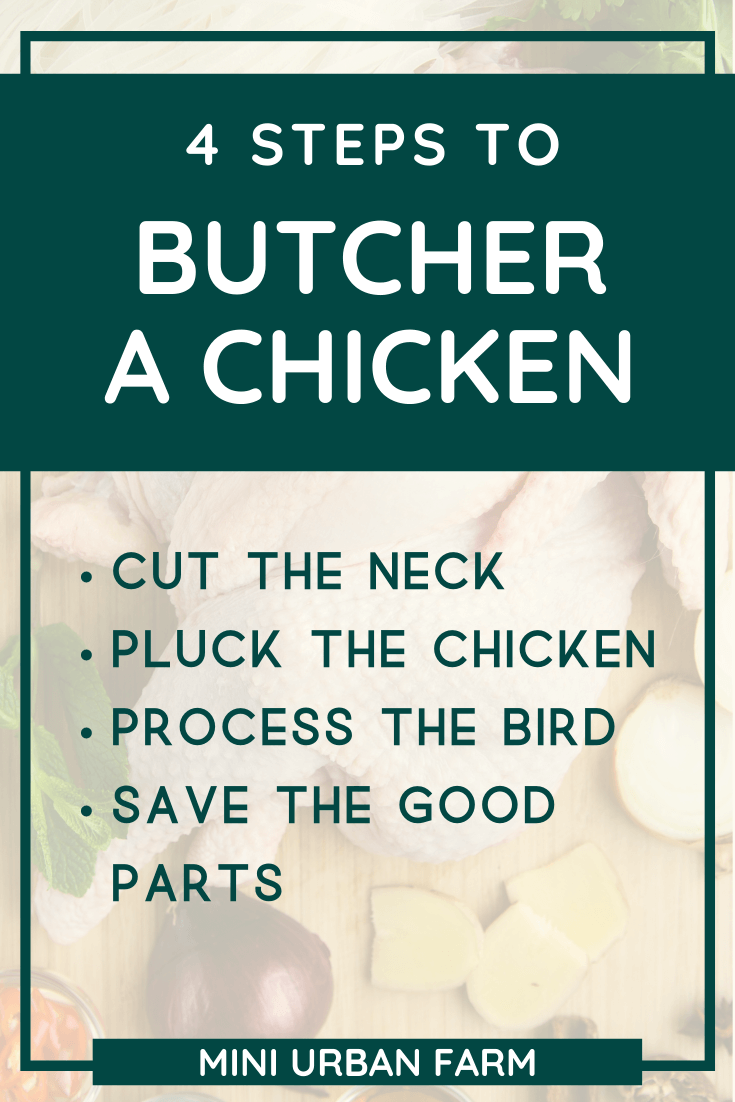 How To Butcher A Chicken For Beginners - Mini Urban Farm