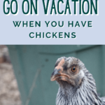 how to keep your flock safe on vacation - how to go on vacation when you have chickens (1)