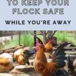 how to keep your flock safe on vacation - how to go on vacation when you have chickens (1)