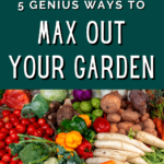how to max out a small garden - small space gardening techniques - make the most of a small garden (1)