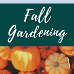 fall gardening timeline - when to start fall vegetables - fall gardening tips (1)