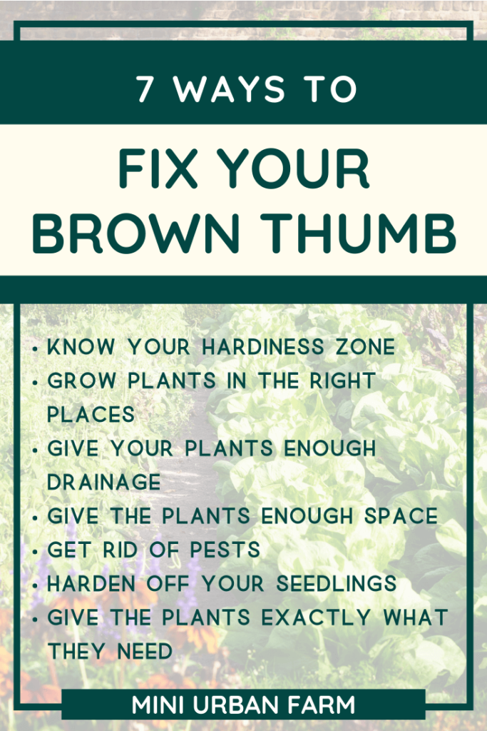 Proven Ways To Fix A Brown Thumb Mini Urban Farm